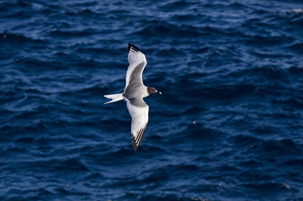 Fork-tailed Gull