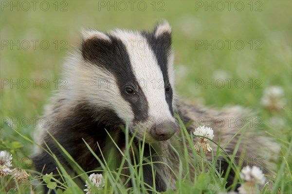 Eurasian Badger