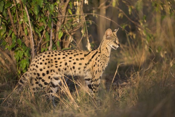 Serval