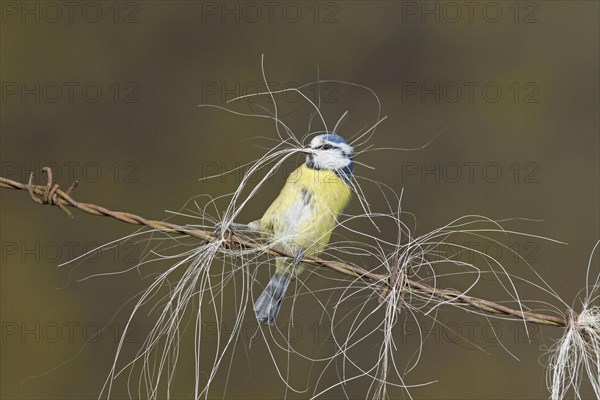 Blue Tit