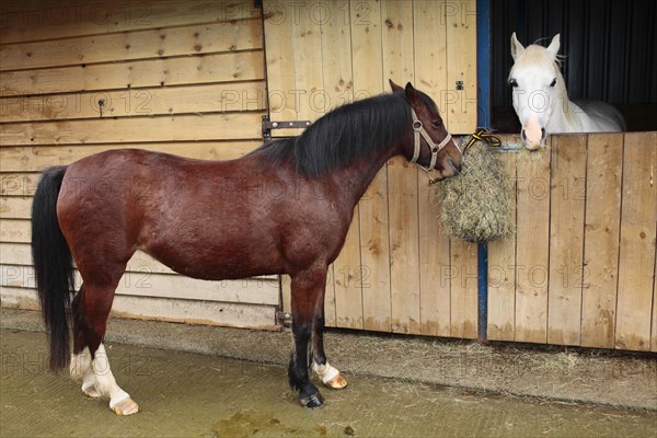 Welsh pony