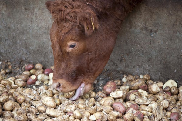 Domestic cattle