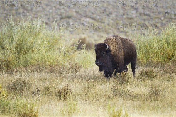 North American Bison