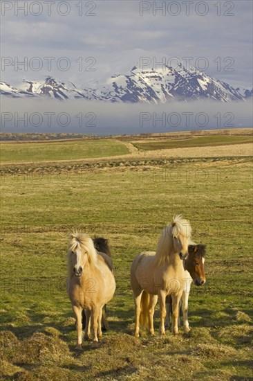 Icelandic horse