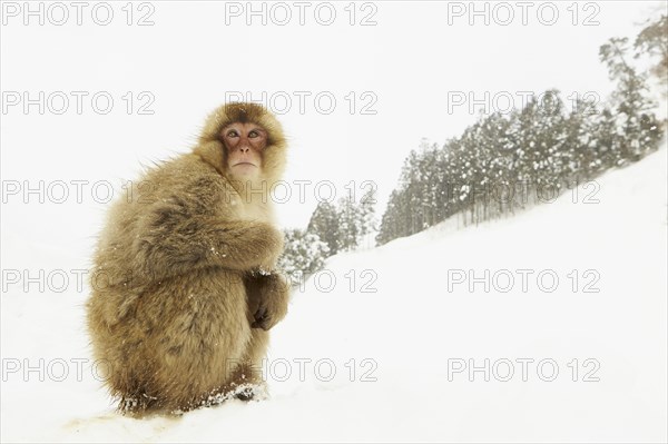 Japanese Macaque