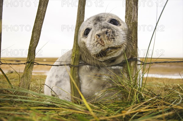 Grey seal