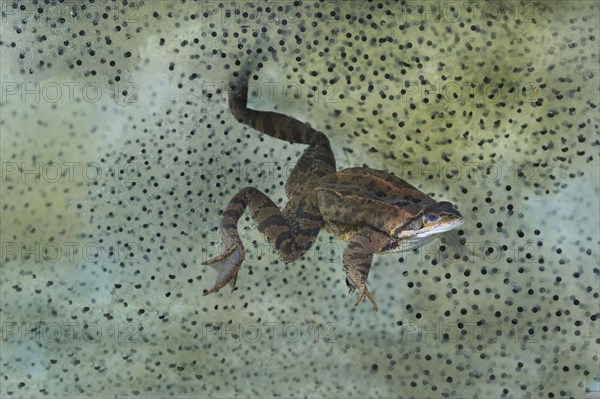 Common common frog