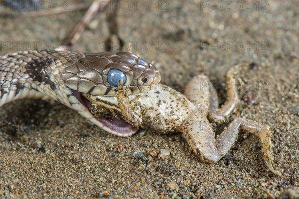 Grass Snake