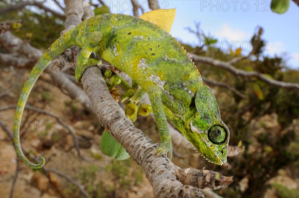 Socotra Chameleon