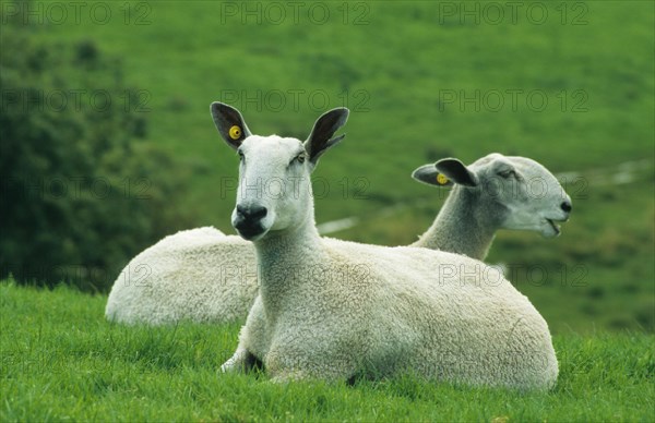 Domestic Sheep