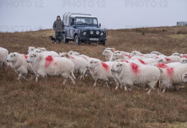 Domestic Sheep