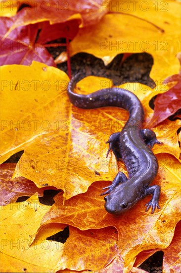 Jefferson's Salamander