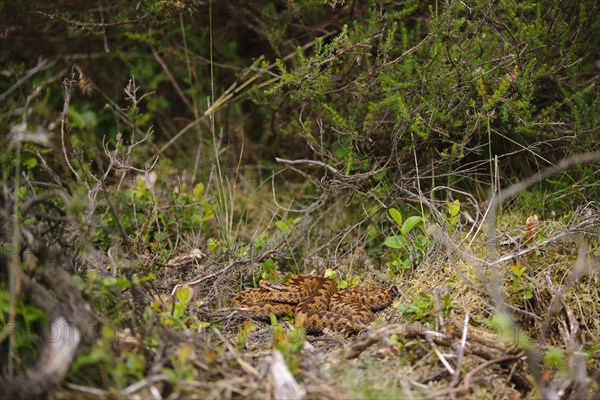 European Adder