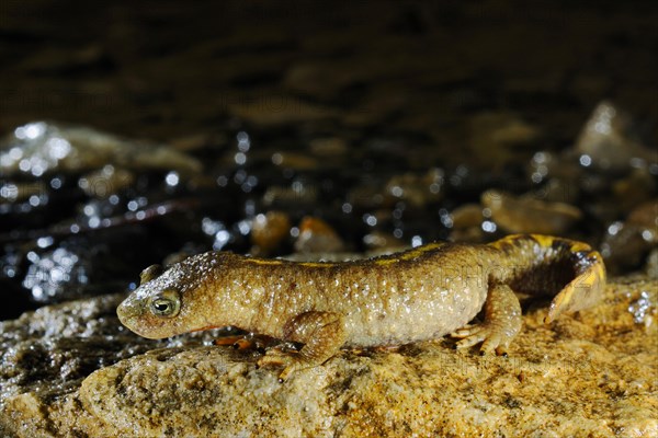 Pyrenean brook salamanders