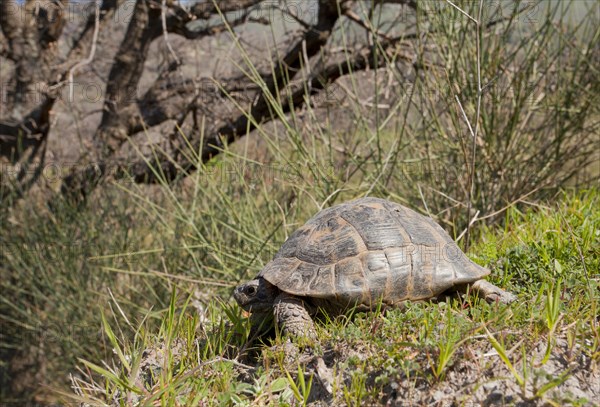 Spur-thighed Tortoise