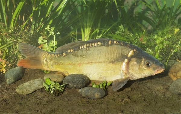 Mirror Carp