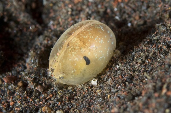 Ostracod