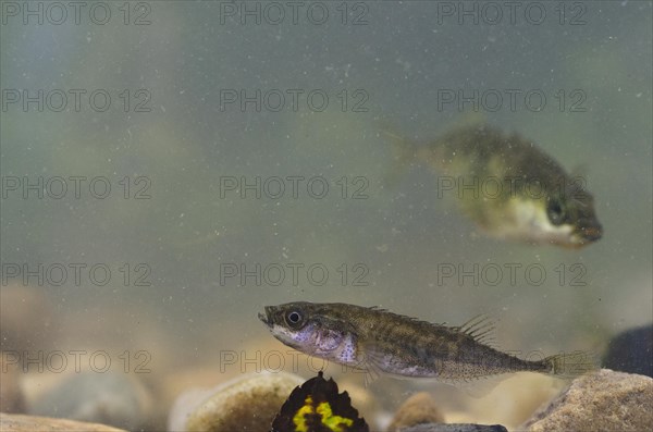 Nine-spined three-spined stickleback