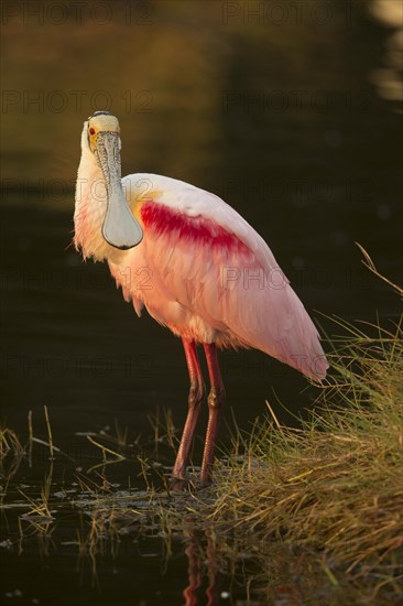 Roseate spoonbill