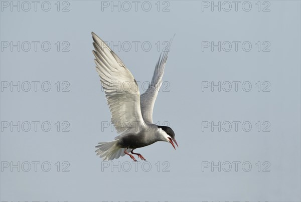 Whiskered Tern