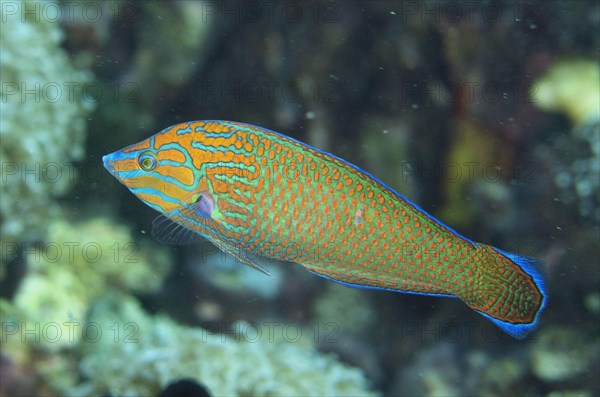 Striped wrasse