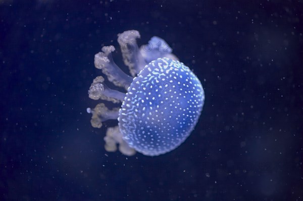 Australian spotted jellyfish