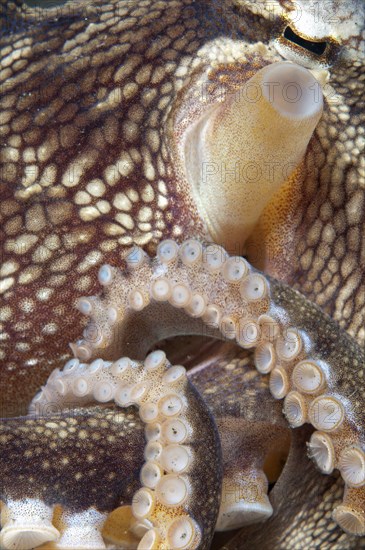 Coconut octopus