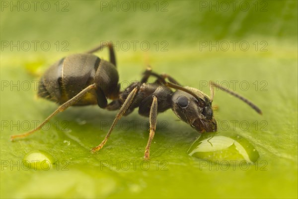 Black Path Ant