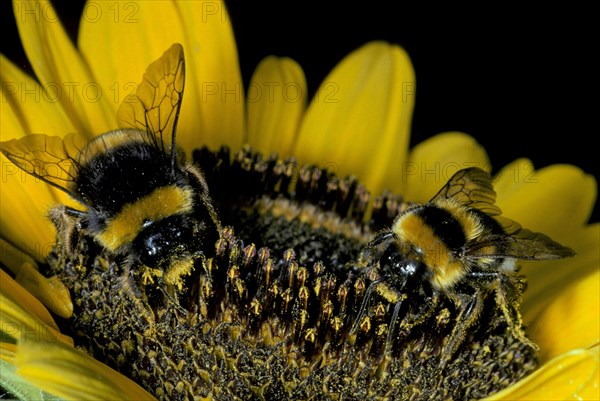 Large earth bumblebee