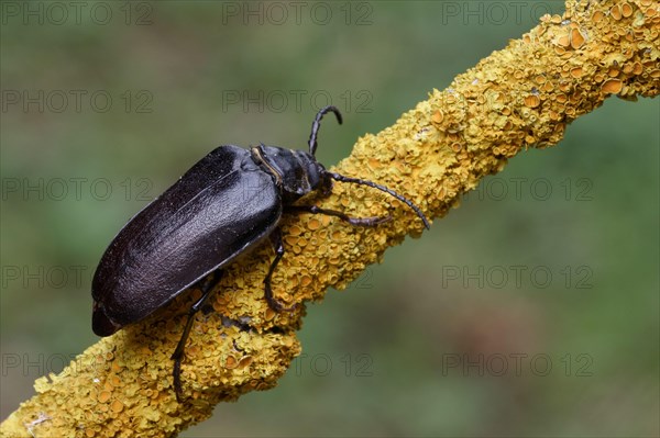Large Longhorn Beetle
