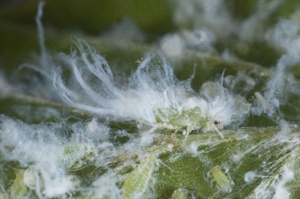 Beech aphid