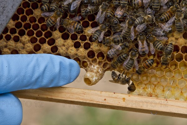 Western honey bee