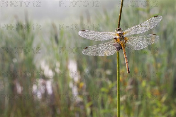 Common Darter