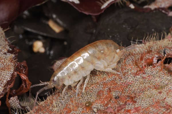 Salt marsh crayfish