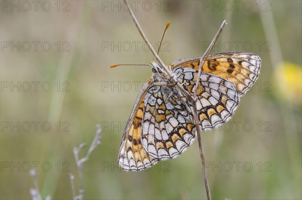 Meadow fritillary