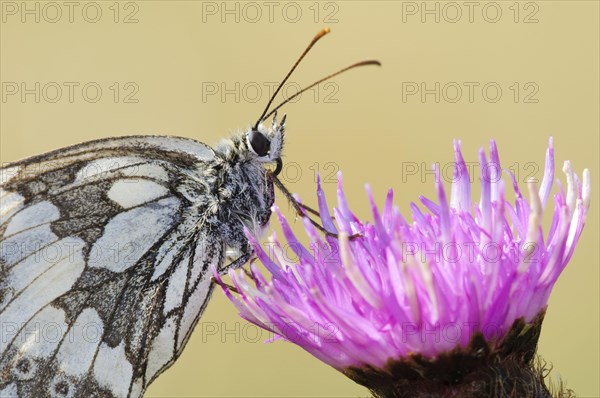 Marbled White