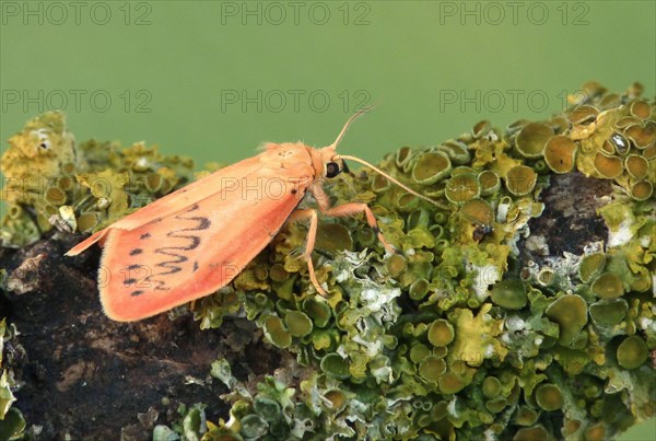 Rose moth