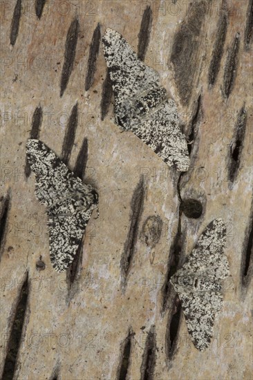 Peppered Moth