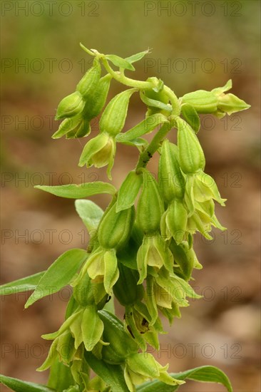 Green-flowered Helleborine