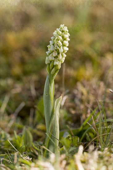 Flower of the densely flowering dense-flowered orchid