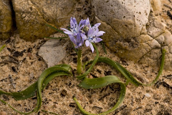 Flowering St Vincent Squill