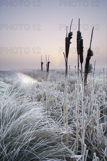 Tall bulrush