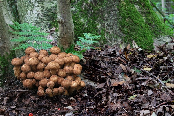 Shaggy shaggy scalycap