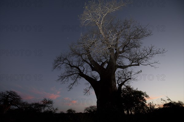 Baobab