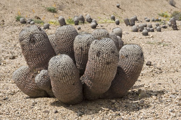 Copiapoa de Philippi