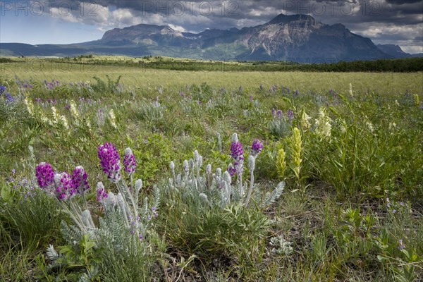 Wildflowers in prairie grassland habitat