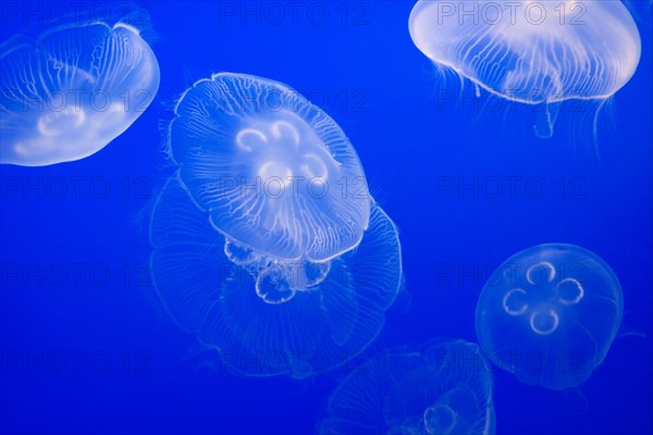 Floating Moon Jelly