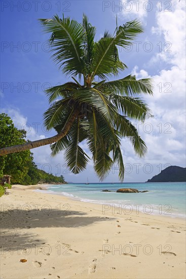 Beach and palm trees at Anse Boudin