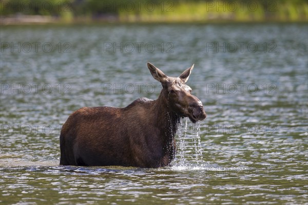 Cow elk