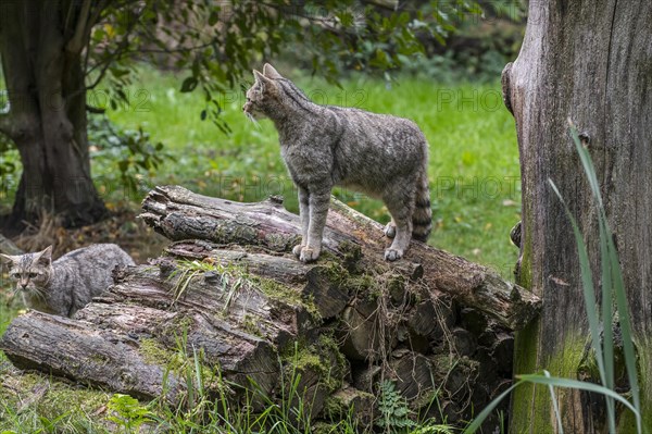 European wildcat